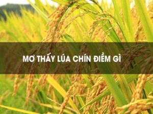 Nằm mơ thấy lúa chín đánh con gì? Giải mã giấc mơ cực chi tiết.