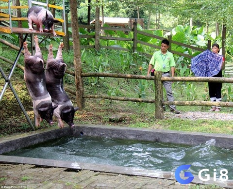 Nằm mơ thấy con heo ngã xuống nước đó là vận may về tiền tài