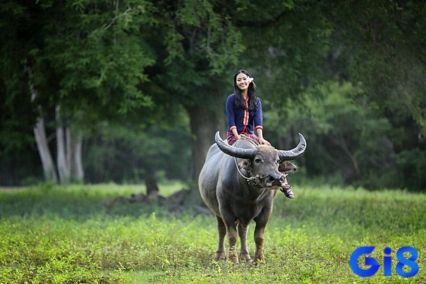 Mơ thấy mình cưỡi một con trâu mang nhiều ý nghĩa