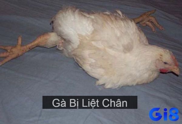 Việc gà bị liệt chân cũng có thể do nhiều nguyên nhân khác nhau gây nên