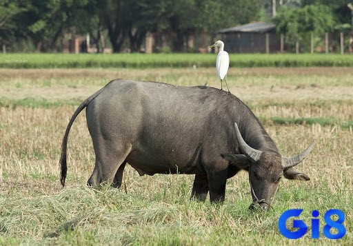 Khám phá mơ thấy cưỡi trâu đánh trận đánh đề con gì tại gi8 nhé!