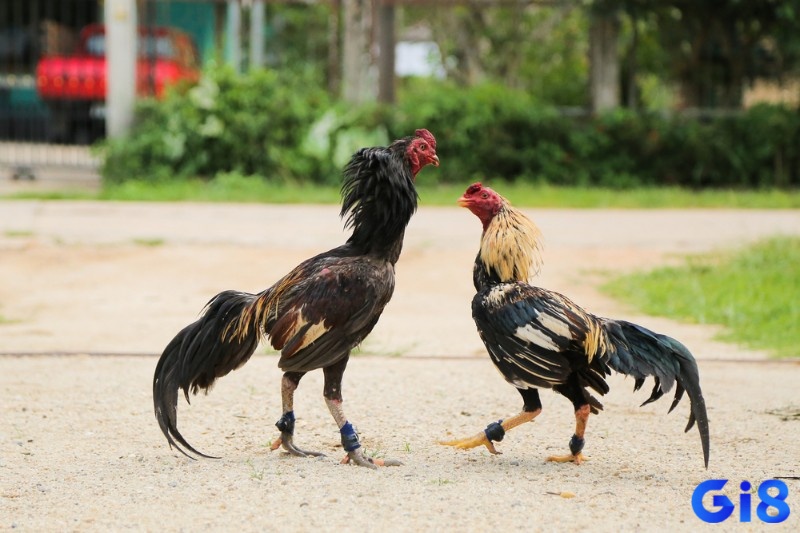 Bất kỳ loại gà chọi nào dù hiếm hay là phổ thông đều phải có chế độ dinh dưỡng phù hợp