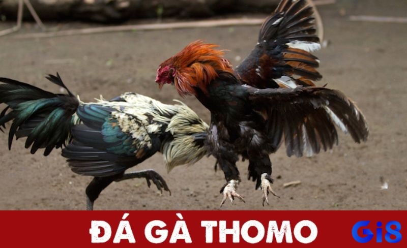 Đá gà Thomo là trò chơi đá gà hấp dẫn diễn ra tại Thomo 