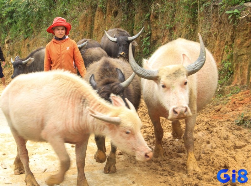 Mơ thấy hai con trâu trắng biểu thị bạn gặt hái được nhiều thành tựu trong tương lai.