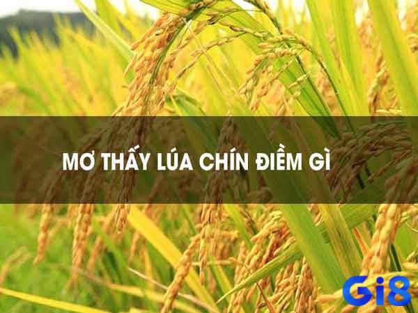 Mơ thấy lúa chín mang tới cho gia chủ điềm báo tương lai 