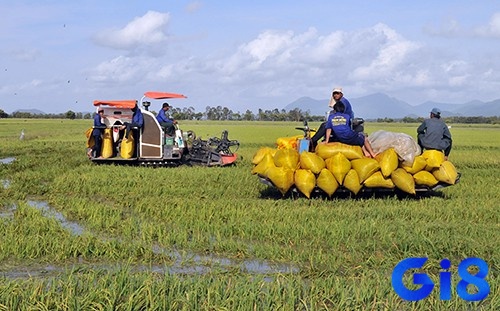 Giấc mơ thấy gặt lúa nhưng bị mưa có thể mang ý nghĩa sâu sắc về những trở ngại và thử thách trong cuộc sống